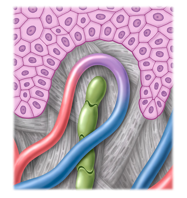 Figure healthy lymphatic system