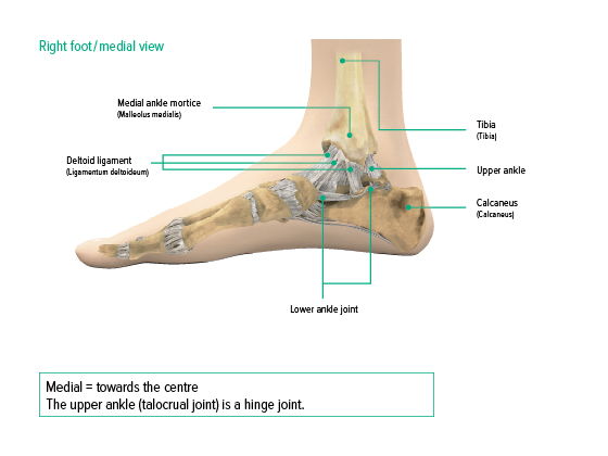 Ankle, medial view Ankle, medial view